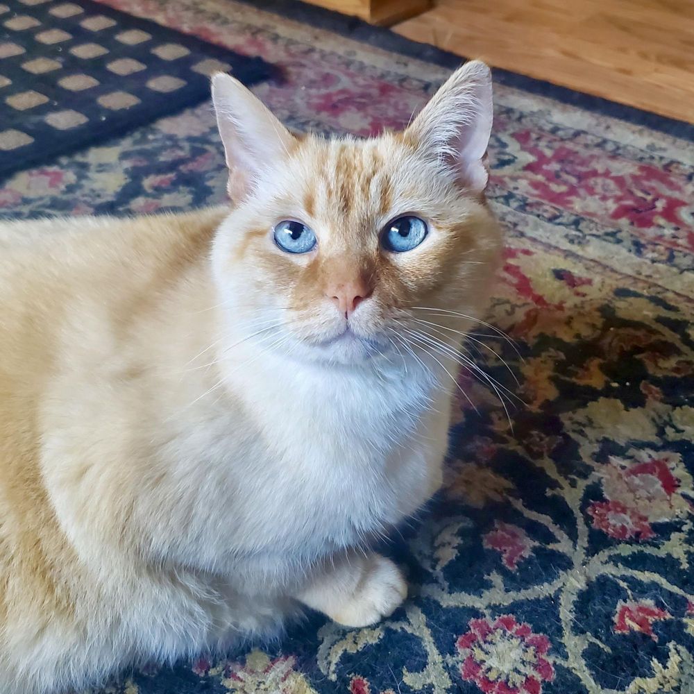 Seven is a Siamese cat, available for adoption in Sacramento, CA.