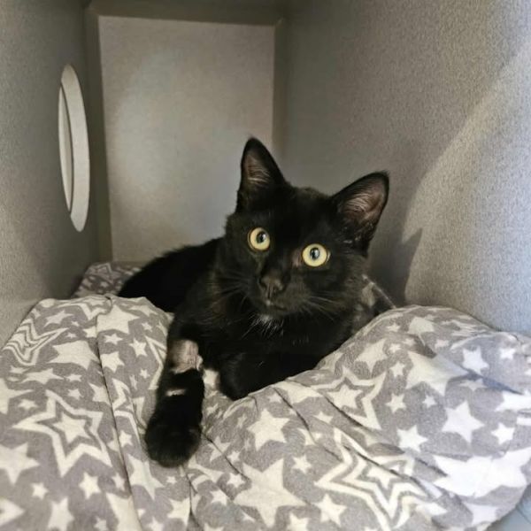 Kido is a Domestic Short Hair cat, available for adoption in Rexburg, ID.
