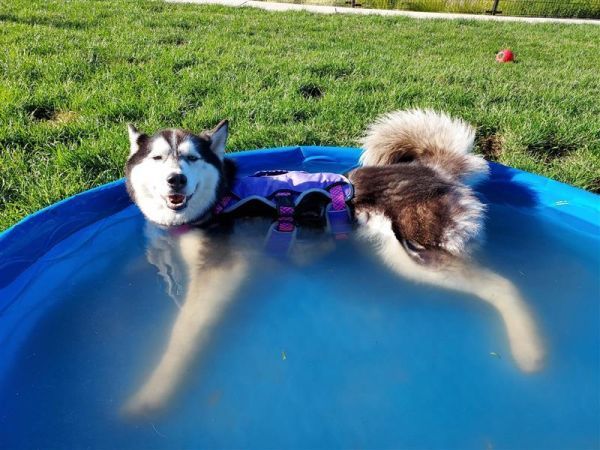 Selene is a Siberian Husky mix dog, available for adoption in Elk Grove, CA.