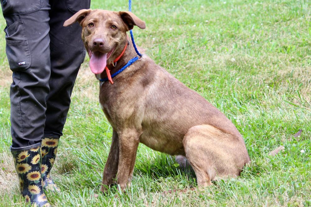 BRIAR ROSE is a Mixed Breed dog, available for adoption in Brazil, IN.