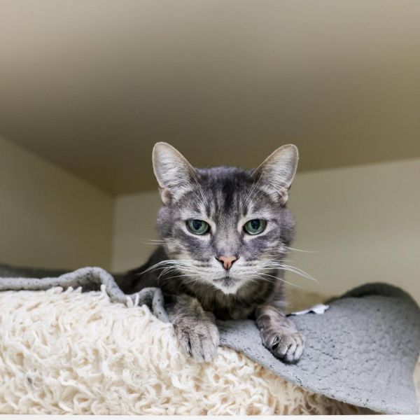 Monkey is a Domestic Short Hair cat, available for adoption in Los Angeles, CA.