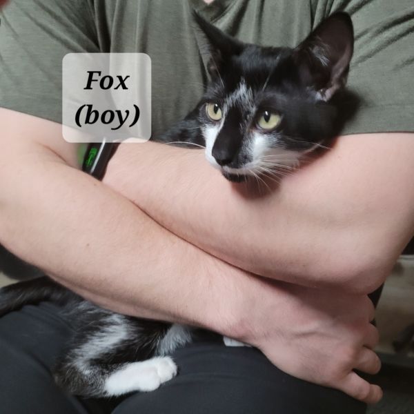 Foxx is a Domestic Short Hair cat, available for adoption in San Antonio, TX.