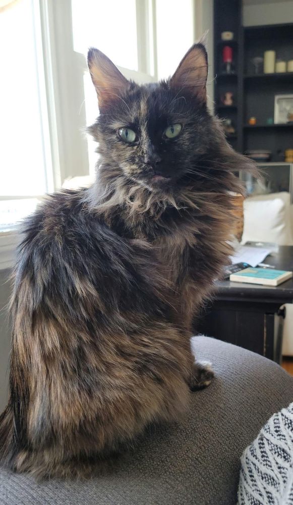Soot is a Domestic Long Hair cat, available for adoption in Enfield, CT.