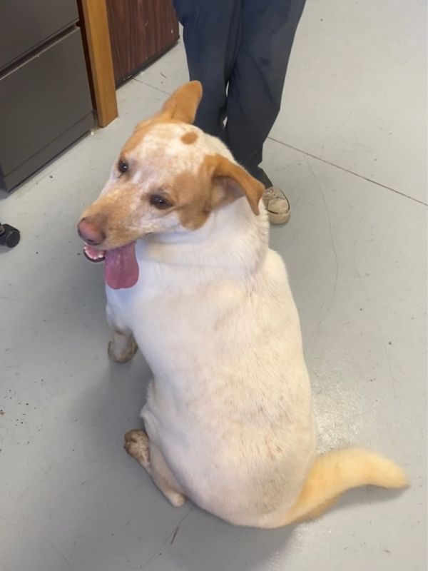 Peanut is a Shepherd mix dog, available for adoption in Greenwood, MS.