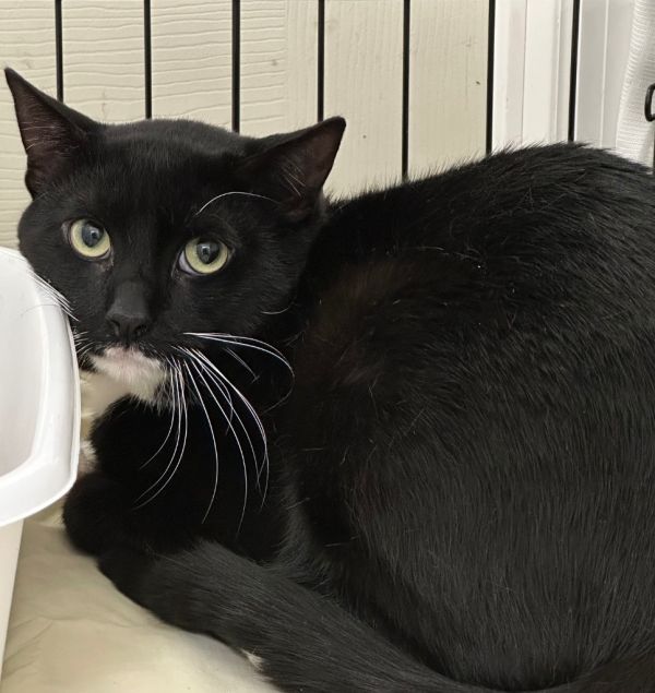 Oreo is a Domestic Short Hair mix cat, available for adoption in Pomona, NY.
