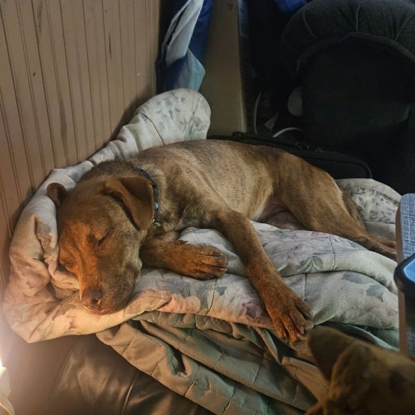 Batman is a Mixed Breed dog, available for adoption in Ferndale, WA.