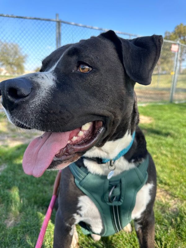 Cameron is a Pit Bull Terrier mix dog, available for adoption in Palmdale, CA.