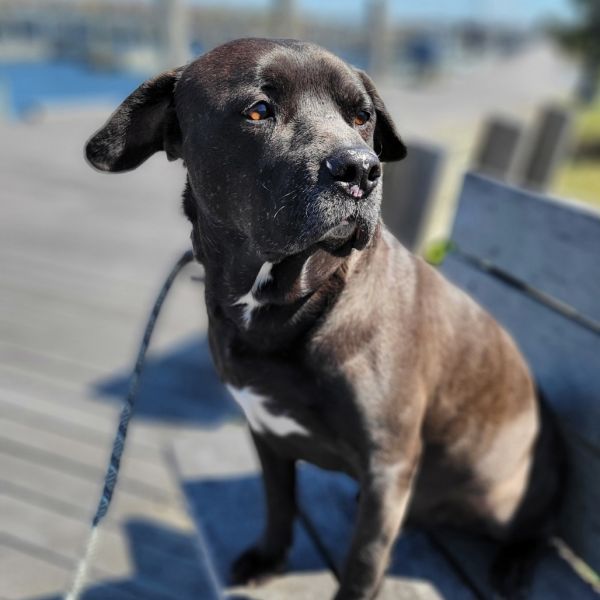 Travis is a Staffordshire Bull Terrier dog, available for adoption in West Islip, NY.