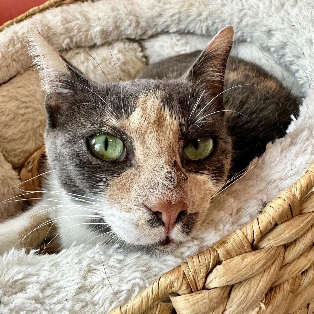 Saffron is a Domestic Short Hair cat, available for adoption in Hudson, NY.