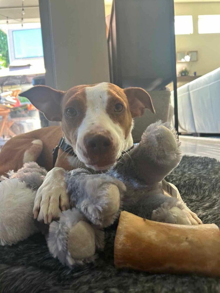 Elsa is a Mixed Breed dog, available for adoption in Puyallup, WA.