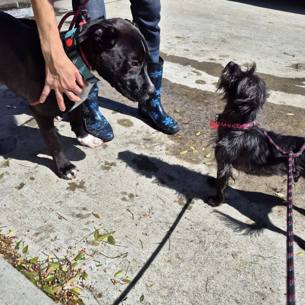 My name is Luca!! is a Boxer and Black Labrador Retriever dog, available for adoption in Manhattan Beach, CA.