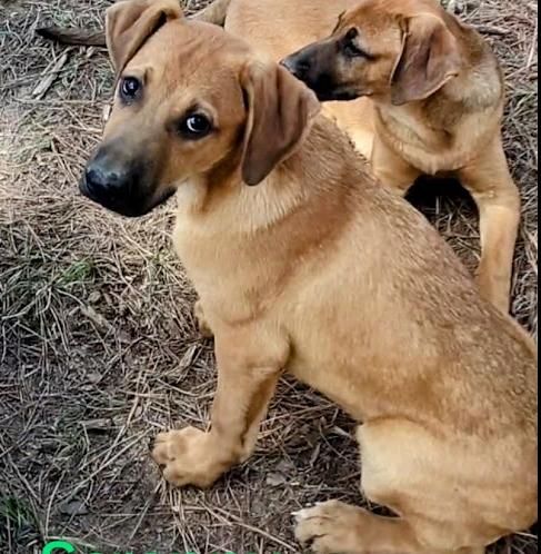 Scrappy is a German Shepherd Dog and Boxer available for adoption in Carson, MS.