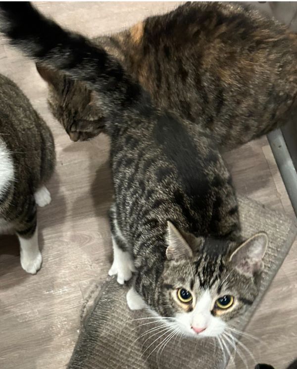 Simon is a Domestic Short Hair mix cat, available for adoption in New Cumberland, WV.