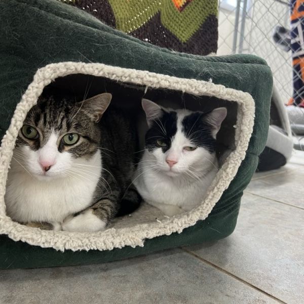 Crank is a Domestic Short Hair cat, available for adoption in East Smithfield , PA.