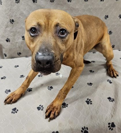 Bourbon is a Pit Bull Terrier and Mixed Breed dog, available for adoption in Malvern, PA.