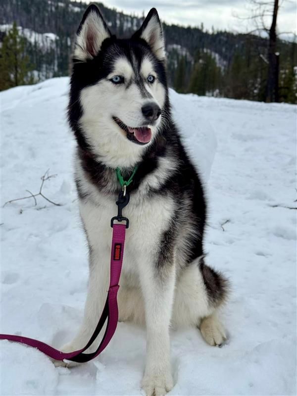 Selene is a Siberian Husky mix dog, available for adoption in Elk Grove, CA.
