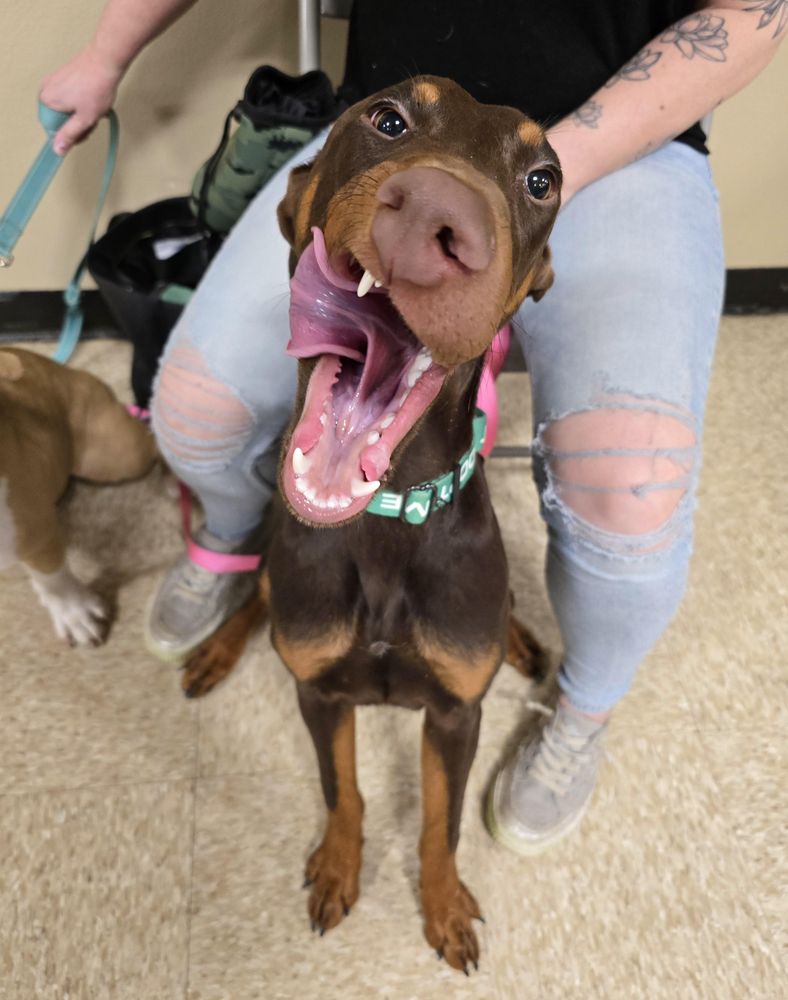 Brownie is a Doberman Pinscher dog, available for adoption in Cedar Rapids, IA.