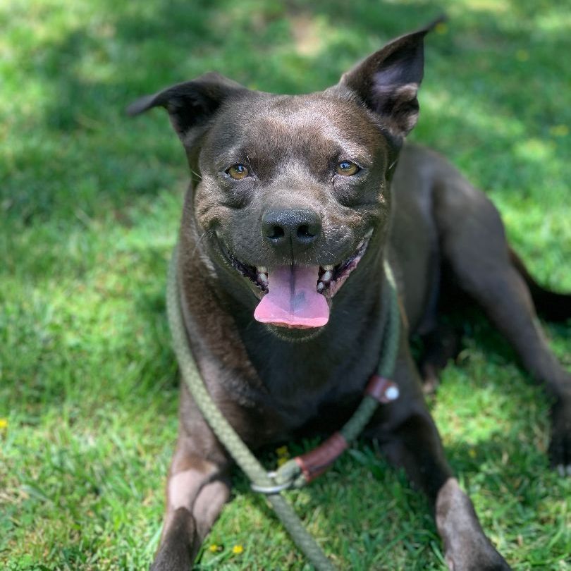 Benji is a Labrador Retriever and Pit Bull Terrier dog, available for adoption in Ontario, CA.