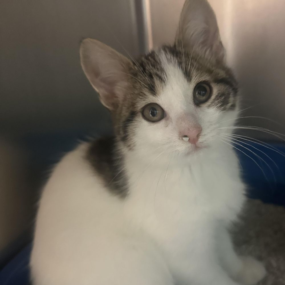 Archer & Apollo is a Domestic Short Hair cat, available for adoption in Clifton, NJ.
