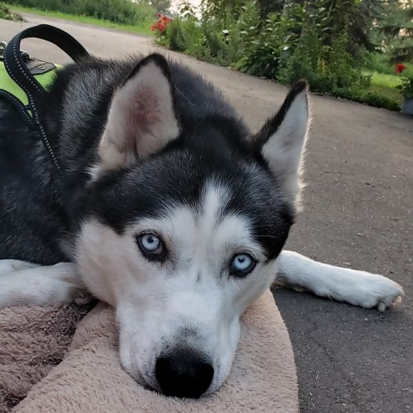 Koda is a Husky dog, available for adoption in Duluth, MN.