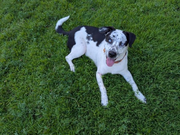 Jackson is a Pit Bull Terrier and Husky dog, available for adoption in Minneapolis, MN.