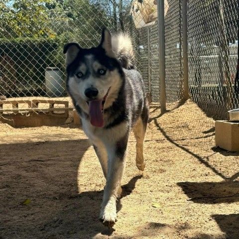 Jasper is a Siberian Husky dog, available for adoption in Riverside, CA.