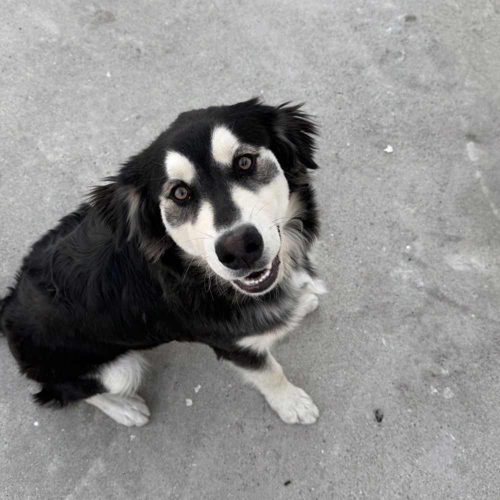 Rocco is a Husky and Golden Retriever dog, available for adoption in Tustin, CA.