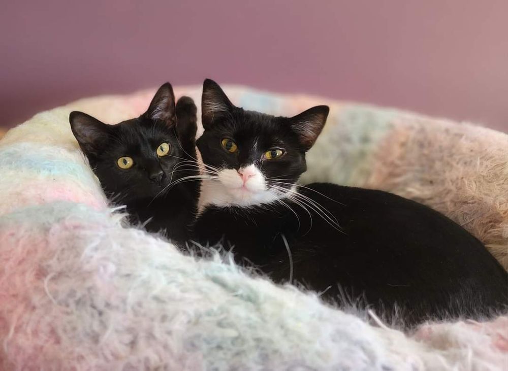Rosita is a Tuxedo cat, available for adoption in Bristol, TN.