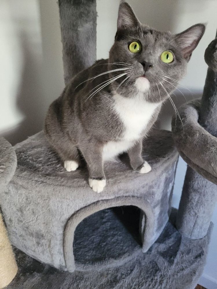 Gypsophila is a Domestic Short Hair cat, available for adoption in Acme, PA.