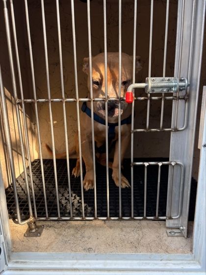 Peppermint Bark 1819-25 is a Pit Bull Terrier and Mixed Breed dog, available for adoption in Cumming, GA.