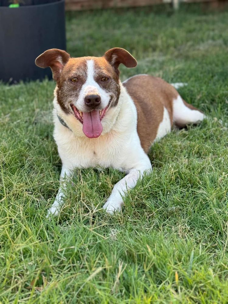 Winston Mexia (Courtesy Post) is a Mixed Breed dog, available for adoption in Murphy, TX.