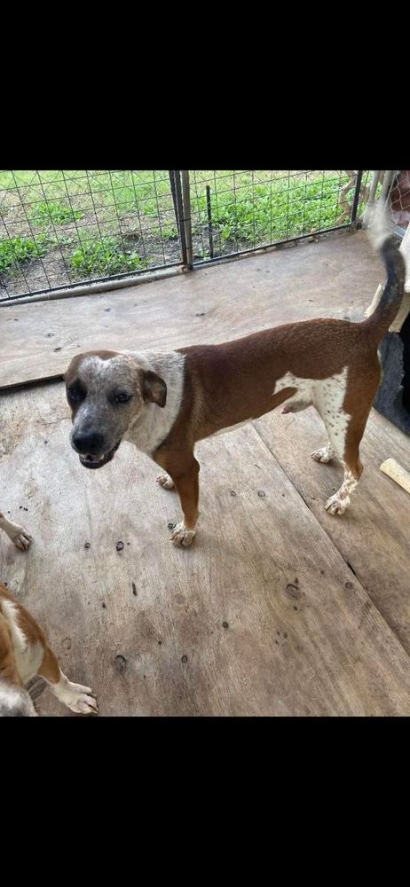 Rusty is a Pointer mix dog, available for adoption in Shillington, PA.