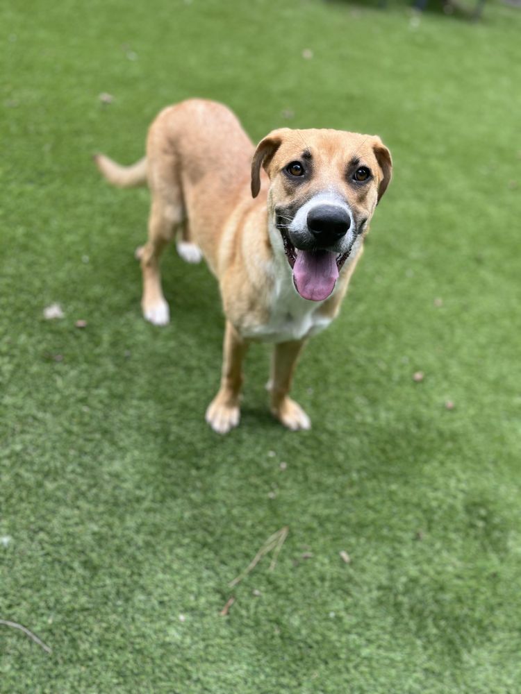 Poptart is a Black Mouth Cur mix dog, available for adoption in Magnolia, TX.