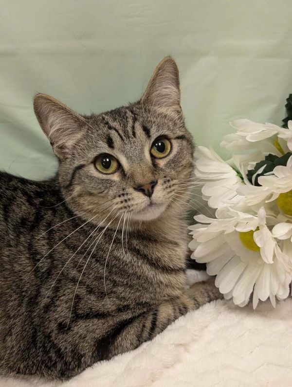 Persimmon is a Domestic Short Hair and Tabby cat, available for adoption in Greensboro, NC.