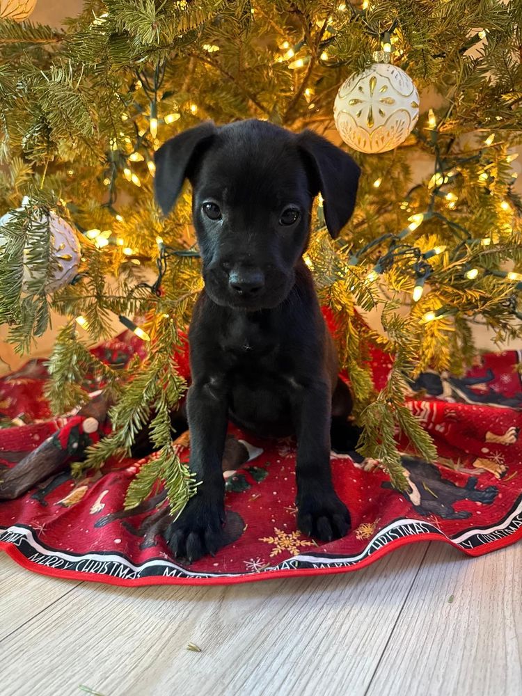 Gloomy is a American Bully dog, available for adoption in Miami, FL.