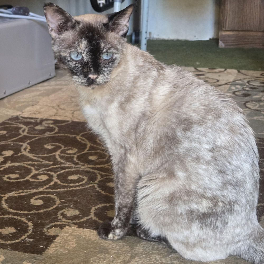 Tilly is a Tortoiseshell and Siamese cat, available for adoption in Reeseville, WI.