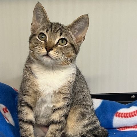 Mia is a Domestic Short Hair cat, available for adoption in Lake Panasoffkee, FL.