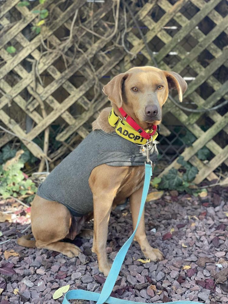 PIXIE PIX is a Weimaraner and Labrador Retriever dog, available for adoption in Blue Bell, PA.
