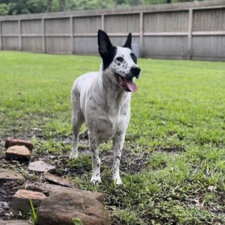 Birdie is a Mixed Breed dog, available for adoption in Toms River, NJ.