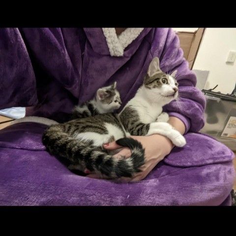 Lemon is a Domestic Short Hair cat, available for adoption in Long Beach, CA.