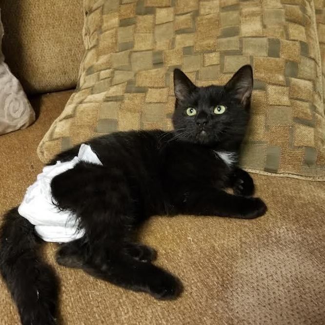 Pepper is a Domestic Short Hair cat, available for adoption in Scranton, PA.