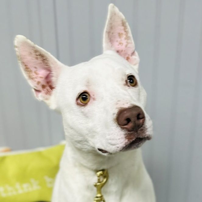 Gander is a Australian Kelpie and Pit Bull Terrier dog, available for adoption in Bellingham, WA.