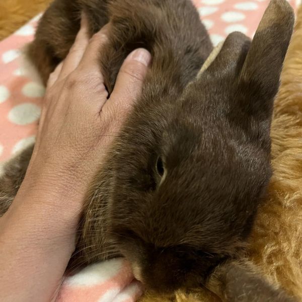 Papillon is a Netherland Dwarf rabbit, available for adoption in Napa, CA.
