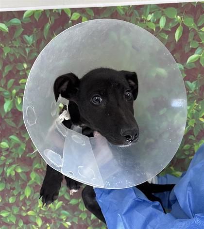 White Snake is a German Shepherd Dog and Mixed Breed available for adoption in San Antonio, TX.