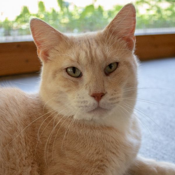 Casper is a Domestic Short Hair cat, available for adoption in Brighton, MO.