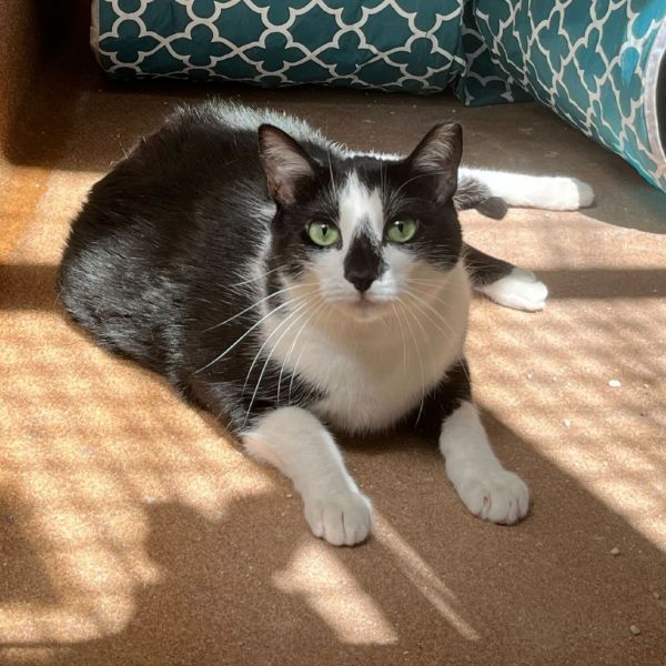 Sherman is a Domestic Short Hair cat, available for adoption in Los Angeles, CA.