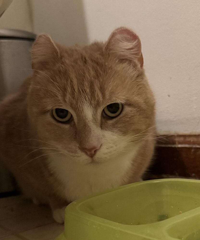 Tommy is a Domestic Short Hair and Tabby cat, available for adoption in Philadelphia, PA.