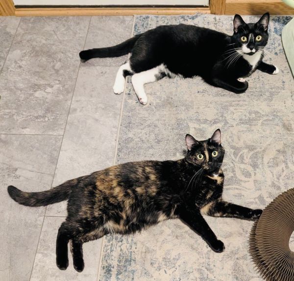 Milo is a Tuxedo and Domestic Short Hair cat, available for adoption in Woodbury, MN.