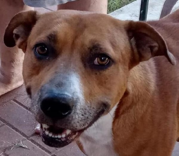 Puppy (CP) is a Mixed Breed dog, available for adoption in Dallas, TX.