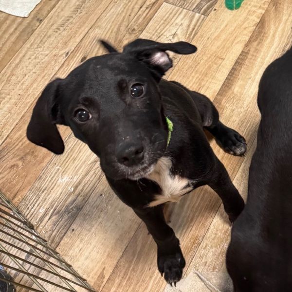 Huey is a Plott Hound and Pit Bull Terrier dog, available for adoption in Harrisonburg, VA.
